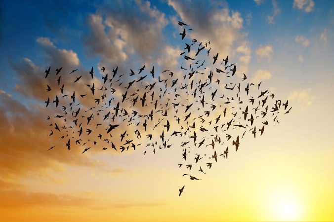 cloud migration birds